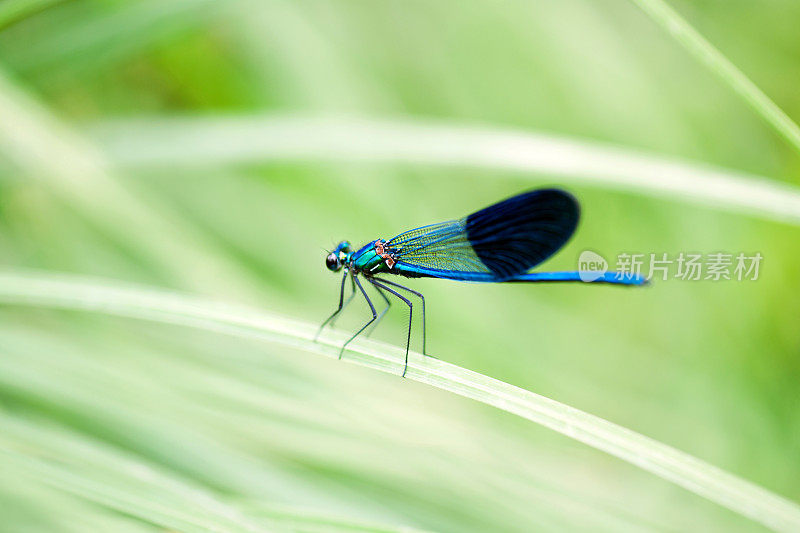 雄性带状蓑羽鸟，一串红。Agrion splendens，栖息在河边的植被上